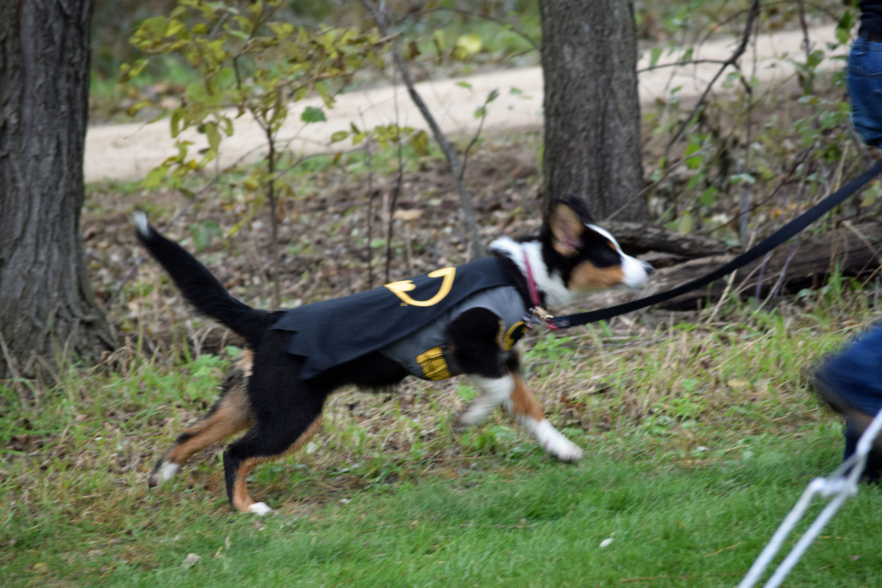 Dogs 6
